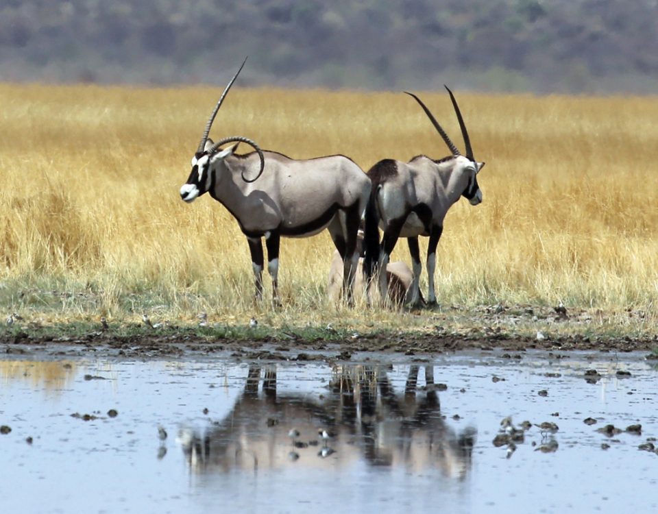 deformed horns Archives - Travel News Namibia