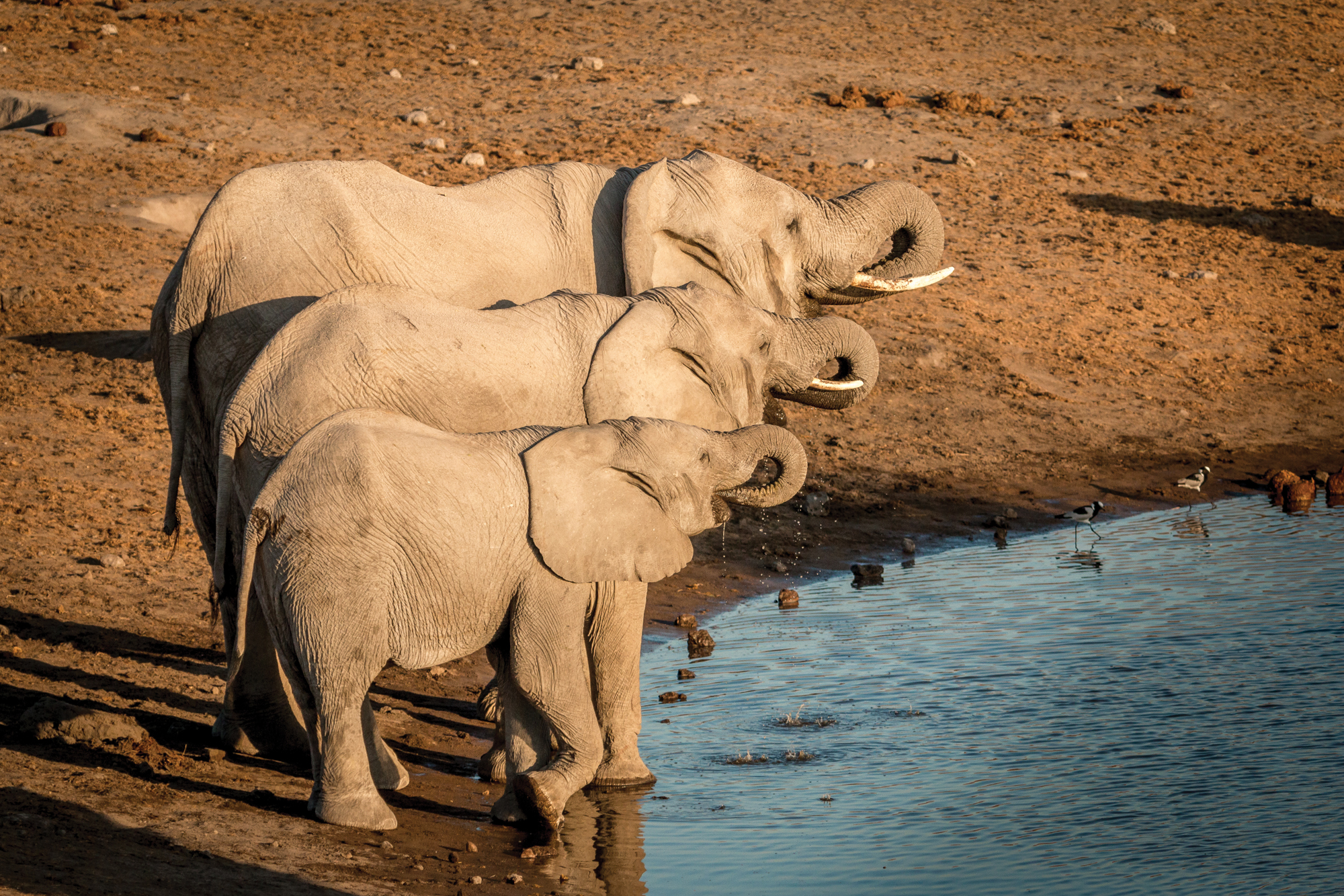 12.-Elephants-Drinking-Chudop