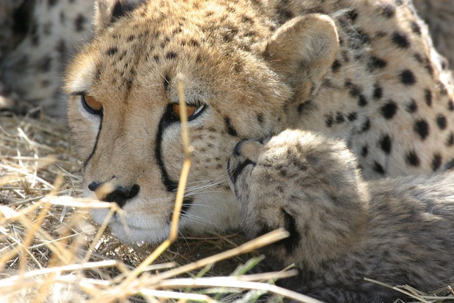 cheetah ©Okonjima and AfriCat
