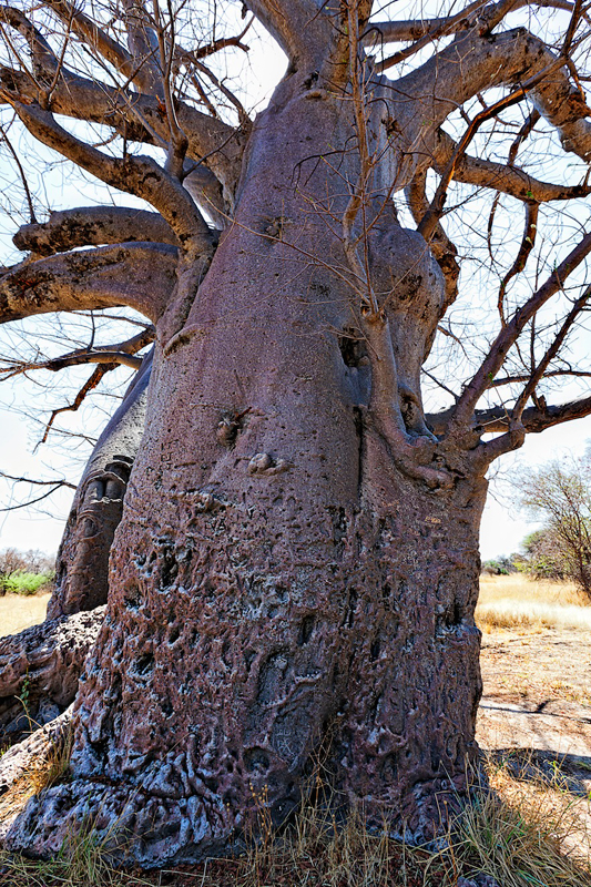 Baobab tree. Photo ©Christie Keulder