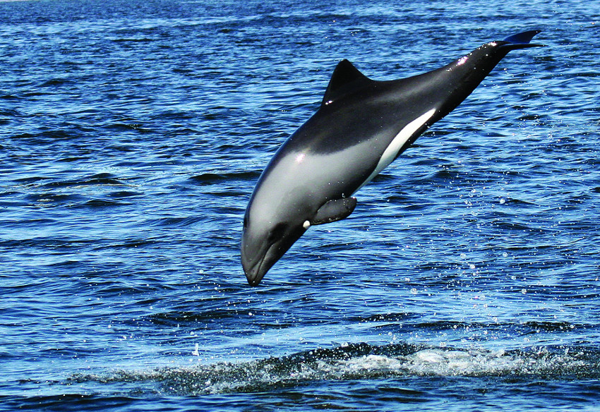 Benguela dolphins - a sure treat for Jostaphine on her marine cruise.