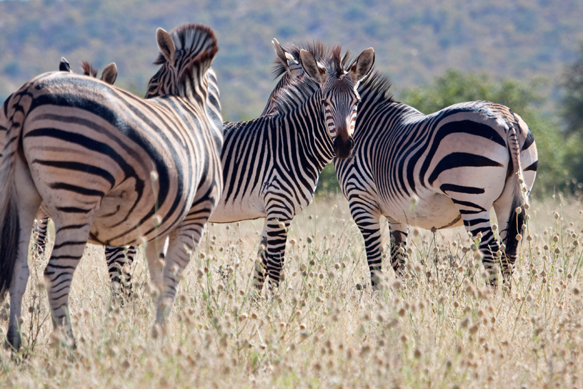 COUSINS---THE-ZEBRA-FAMILY