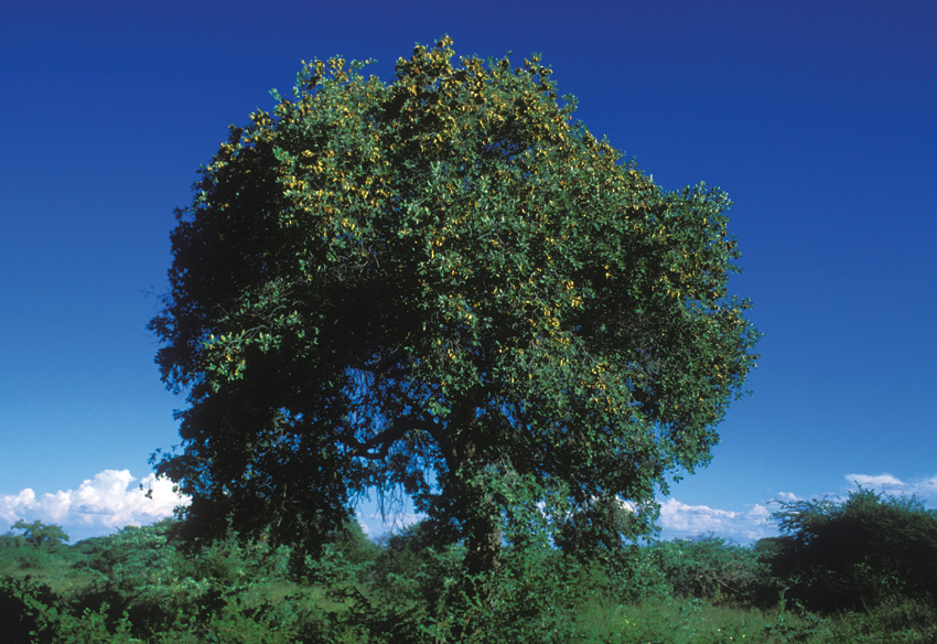 Combretum collinum tree