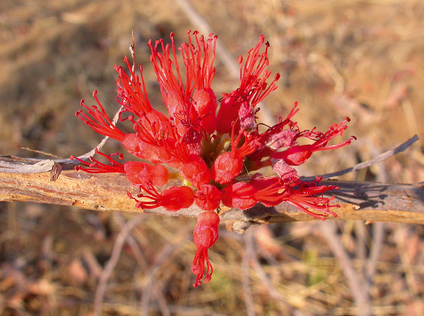 Combretum platypetalum,Caprivi winter flowerer