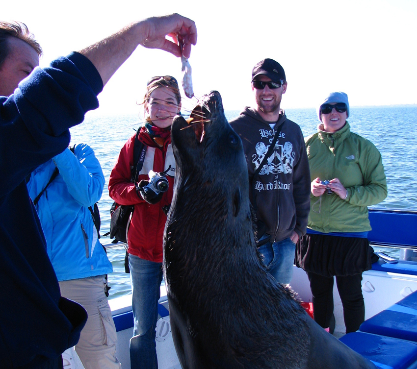 Swakopmund seal 