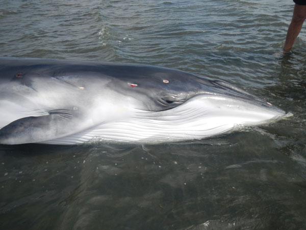 The Minke whale before the rescue. Photo Credit: Namibian Dolphin Project