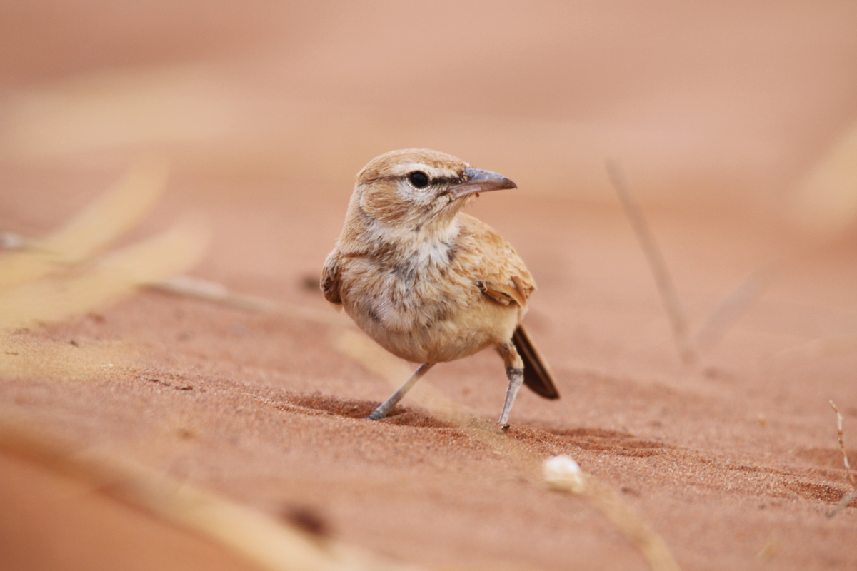 Dune Lark