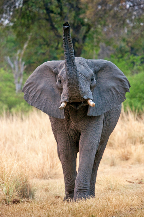 caprivi elephant