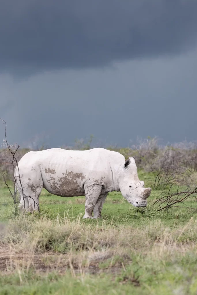 White rhino caked in Etosha's iconic mud