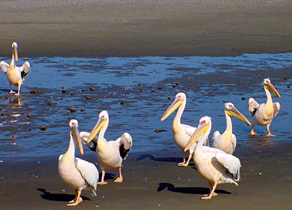 great-white-pelicans-photo-keith-wearne