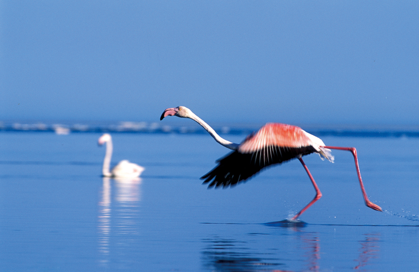 Greater Flamingo. Photo ©Pompie Burger 