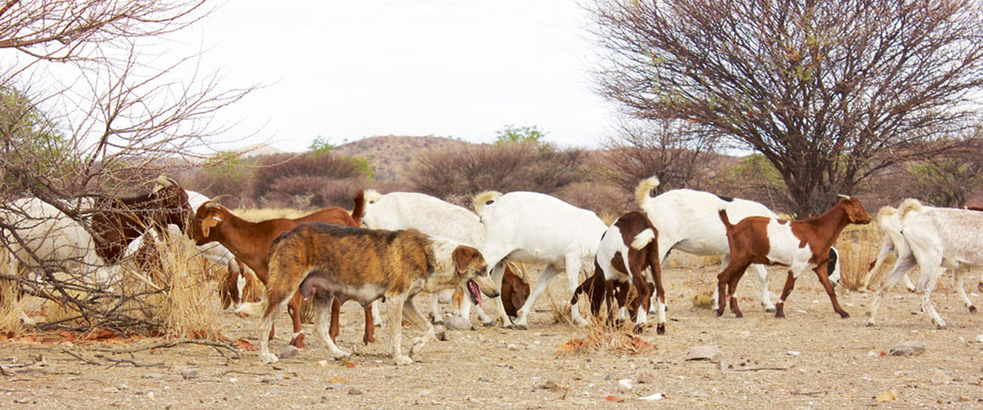 pet travel namibia