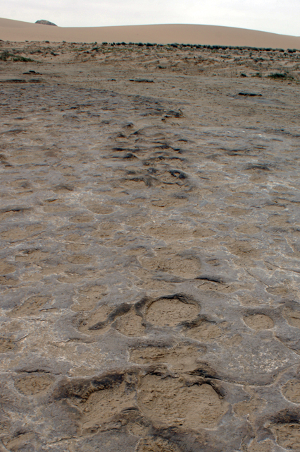 Joh-Henschel-Kuiseb-Delta,-tracks-of-rhino-in-ancient-mud