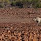 Black rhino in northwestern Namibia © Le Roux van Schalkwyk