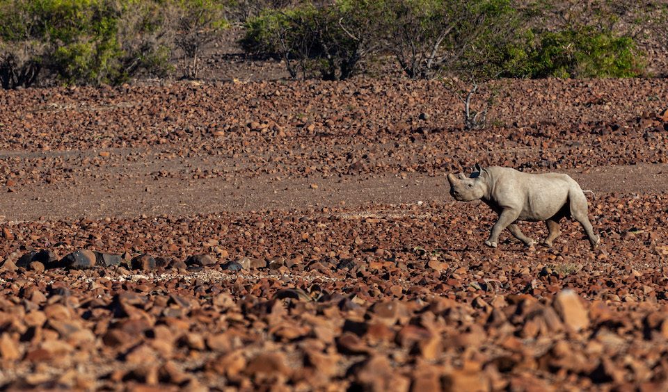 Black rhino in northwestern Namibia © Le Roux van Schalkwyk