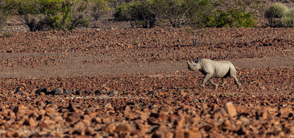 Black rhino in northwestern Namibia © Le Roux van Schalkwyk