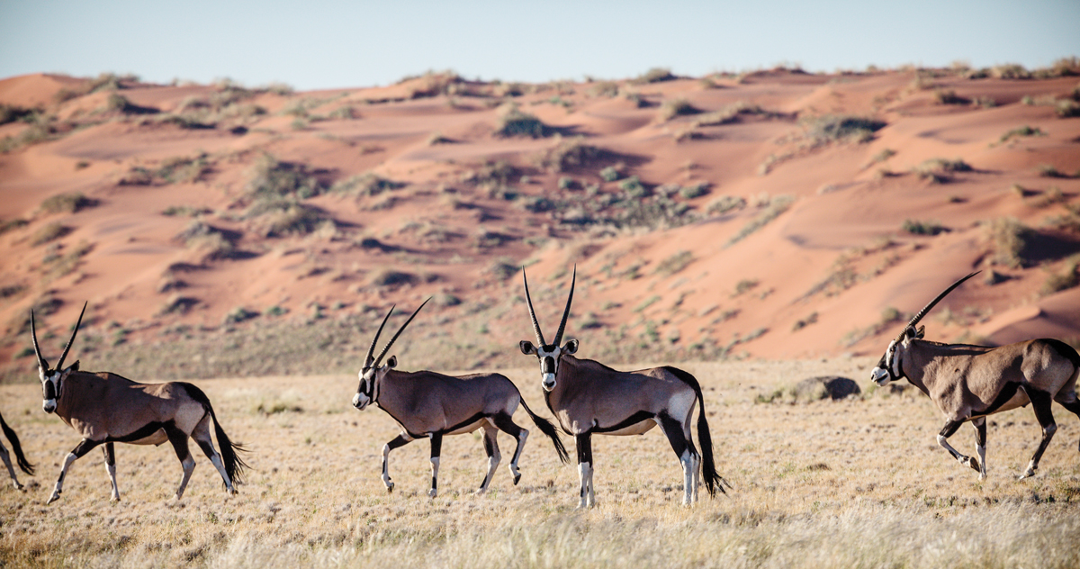 Gemsbok