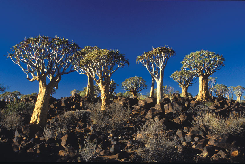 Quiver trees in the Namib-Naukluft. Photo ©Paul van Schalkwyk.