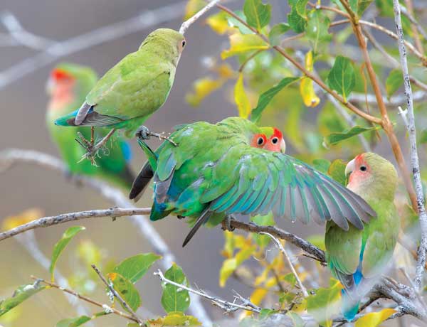 Rosy-faced-Lovebird-DSC_7406