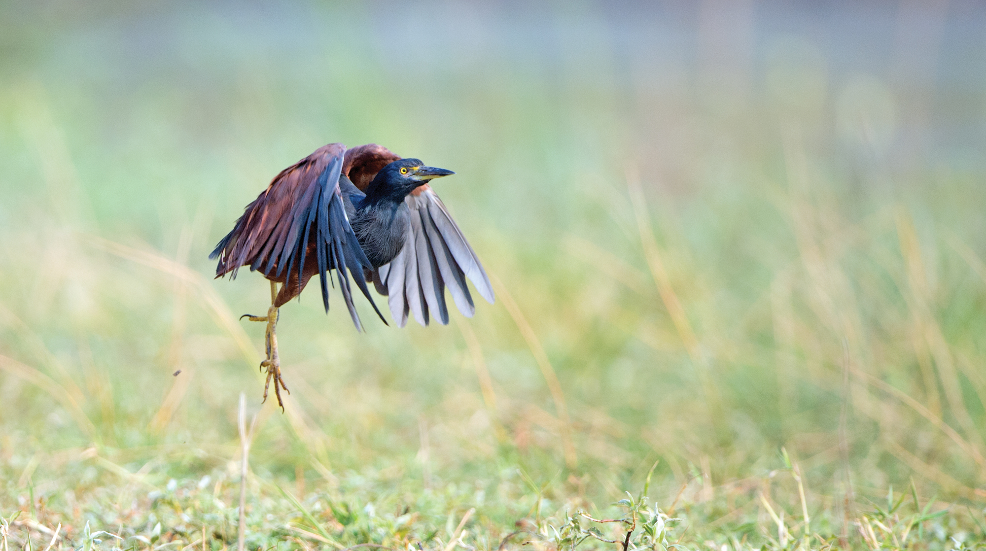 rufous-bellied-heron-taking-of-hopefully-not-leaving-forever-dsc_8996