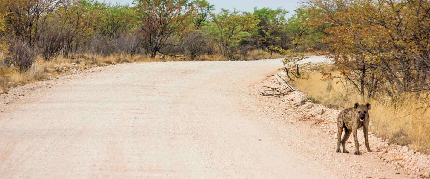 Like a blank space on the map, Western Etosha is one of the country's best-kept secrets. Its wilderness waiting to be explored.
