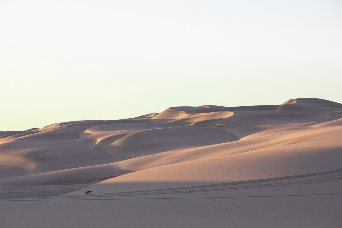 Shipwreck Lodge: A Journey Through the Untouched Beauty of Namibia's Skeleton Coast | Witness Rare Wildlife Encounters, Stunning Landscapes, and Cozy Cabin Retreats