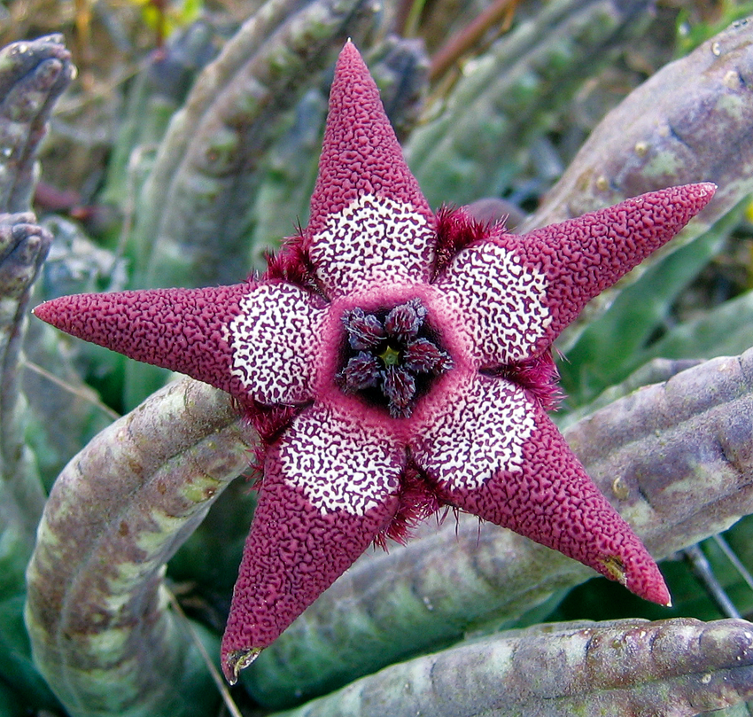 Stapeliad, Tromotriche pedunculata Photo ©Coleen Mannheimer