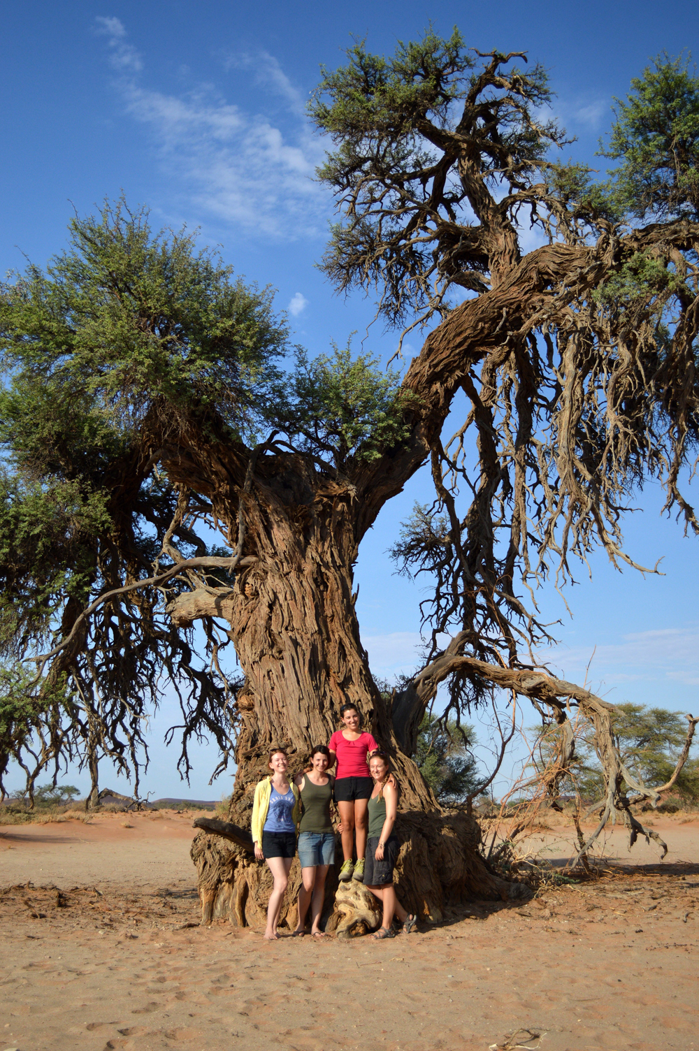 The-girly-team,-having-photo-shoot-at-a-very-old-and-big-camelthorn-tree
