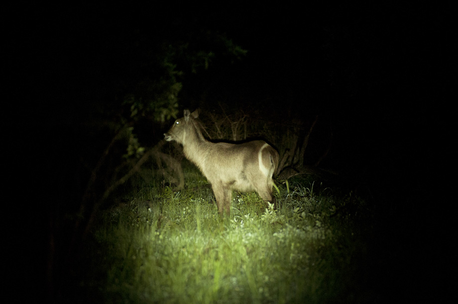 Waterbuck translocation. Photo © Helge Denker