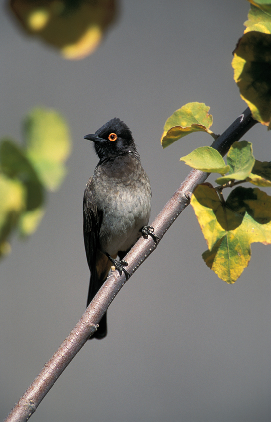 Pompie burger birding birds 