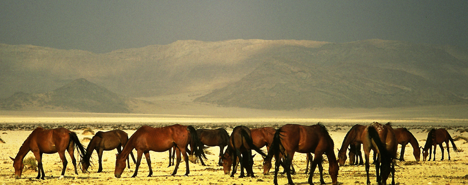 Wild Horses ©Gondwana Collection