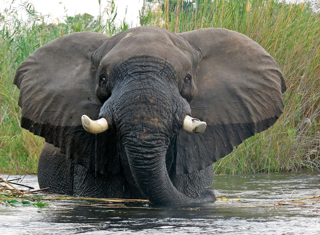 Elephants Caprivi Namibia