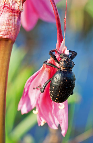 'Elephant' beetle, also known as the red lily weevil, Brachycerus ornatus. Photo ©Annabelle Venter