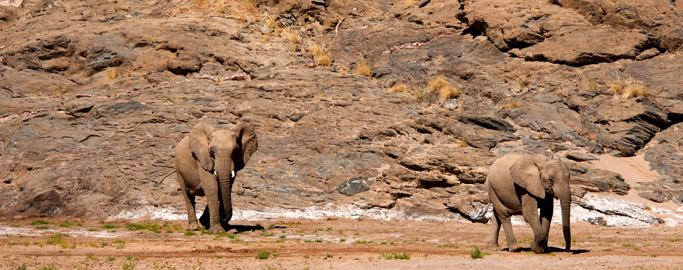 Desert Elephants by Paul van Schalkwyk