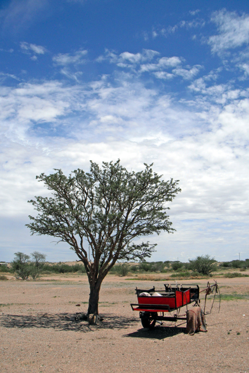 donkey-cart-under-tree keetmanshoop