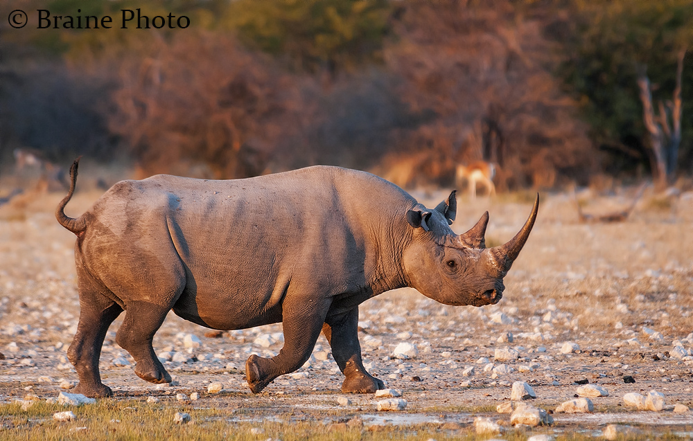 Etosha, Black Rhino. Photo ©Sean Braine