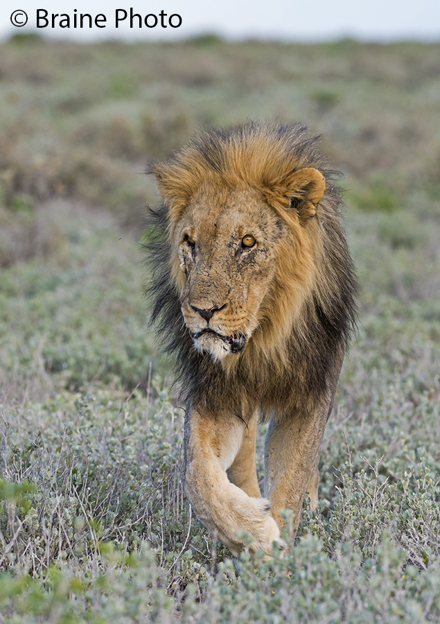 Etosha lion. Photo ©Sean Braine