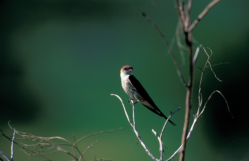 pompie birding birds