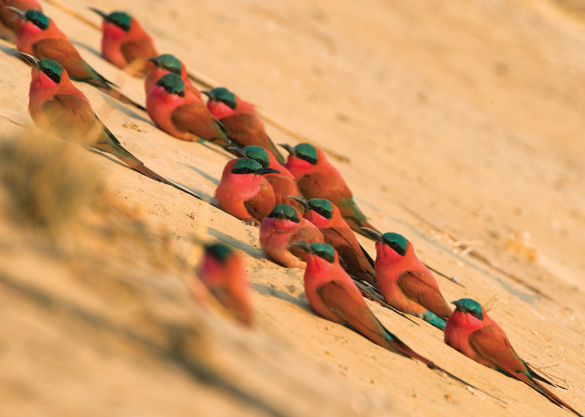 group-of-bee-eaters carmine bee eater birds birding 