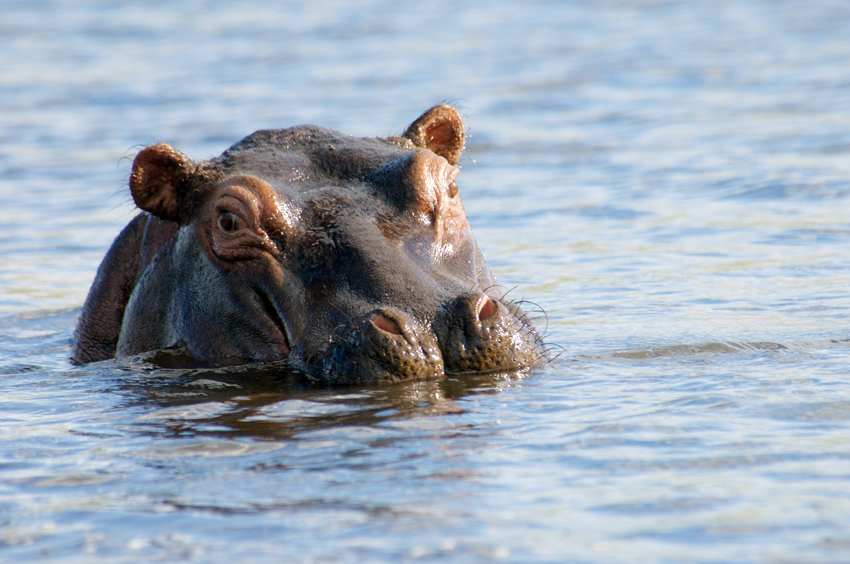 Hippo in the Okavango river by ©Paul van Schalkwyk