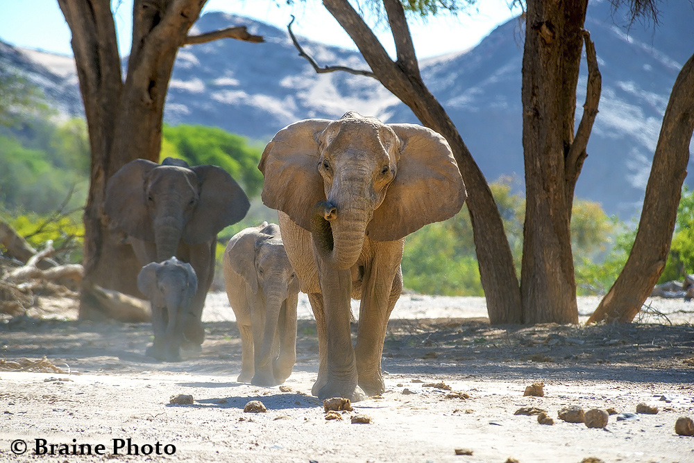 hoanib_eles elephant sean braine