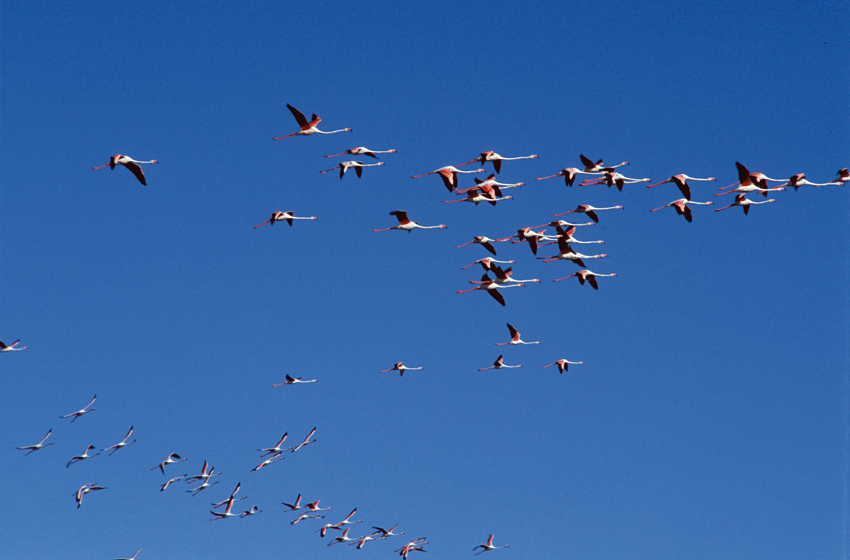 in-flight flamingos flamingo etosha pan hu berry 