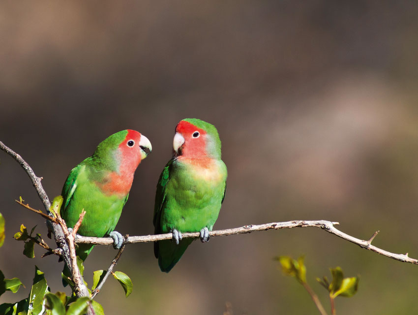 Rosy-faced lovebirds. Photo ©Dayne Braine