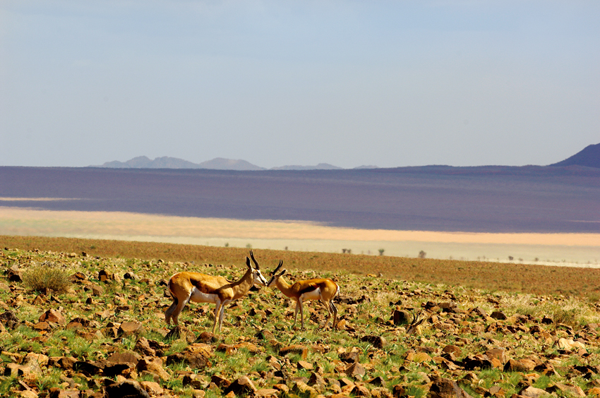 Springbok in the south of Namibia. Photo © Paul van Schalkwyk