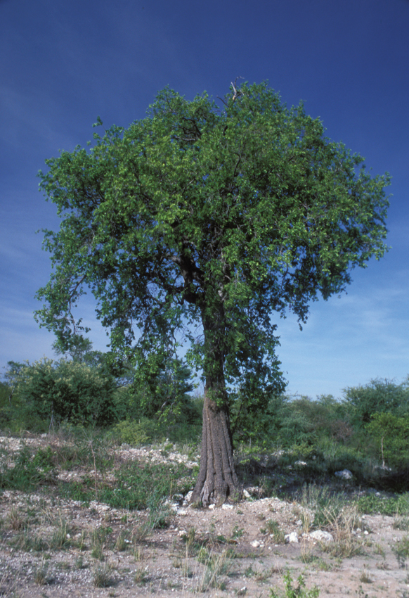 Tambuti Tree 