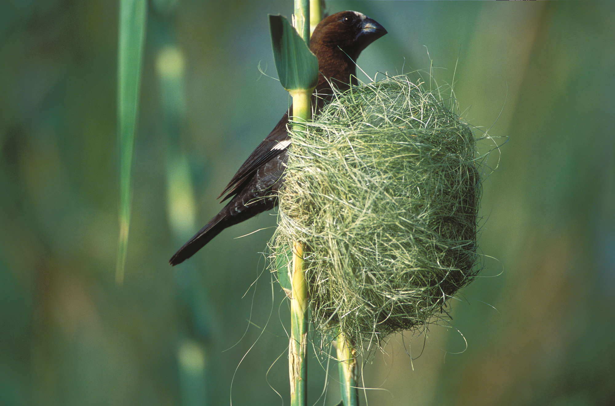 thick-billed-weaver-6